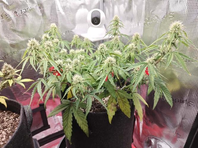 Apple Fritter Auto by RQS - Comm. grow!. Week 5 - Day 40