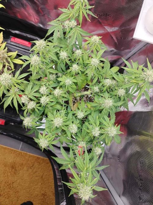 Apple Fritter Auto by RQS - Comm. grow!. Week 5 - Day 40