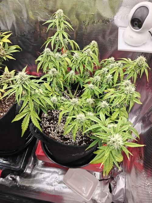 Apple Fritter Auto by RQS - Comm. grow!. Week 5 - Day 42