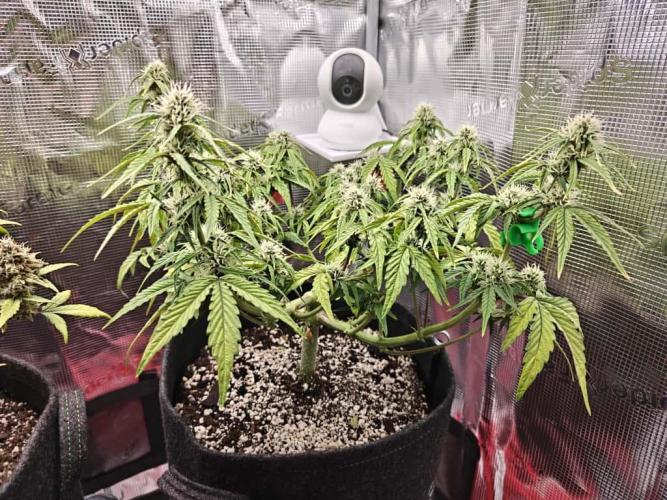 Apple Fritter Auto by RQS - Comm. grow!. Week 5 - Day 42