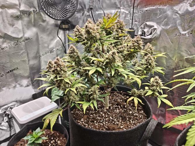 Northern Light Auto by RQS. Week 9 - Day 71