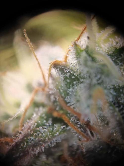 Northern Light Auto by RQS. Week 9 - Day 71