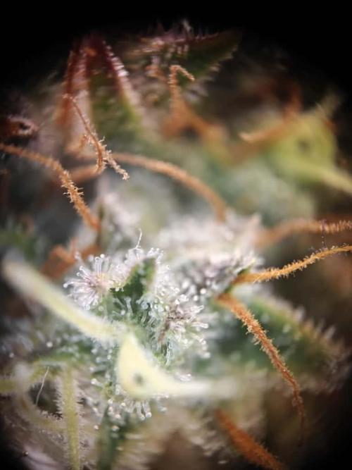 Northern Light Auto by RQS. Week 9 - Day 71