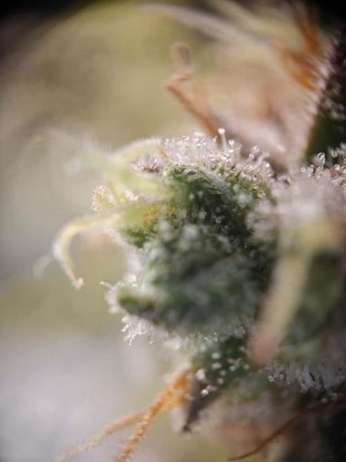 Northern Light Auto by RQS. Week 9 - Day 71