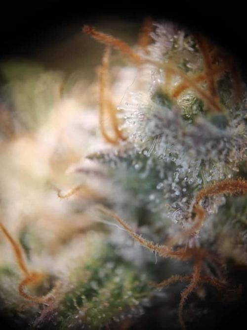 Northern Light Auto by RQS. Week 9 - Day 71