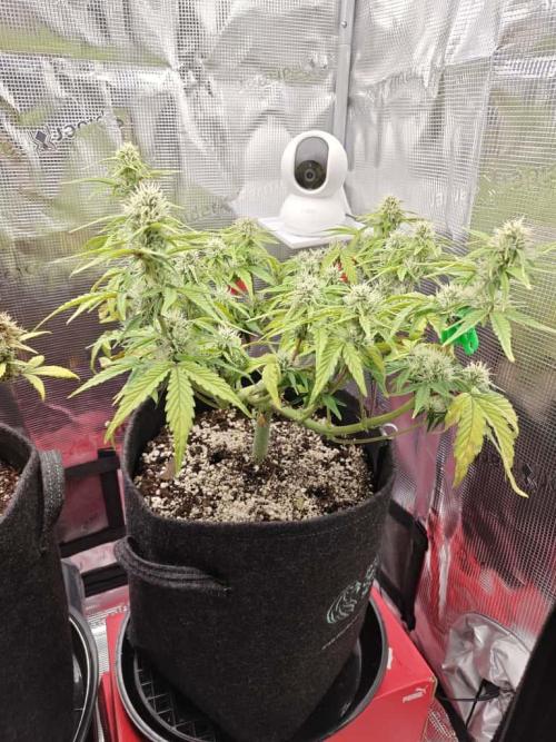 Apple Fritter Auto by RQS - Comm. grow!. Week 6 - Day 43