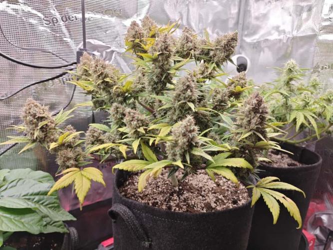 Northern Light Auto by RQS. Week 9 - Day 72