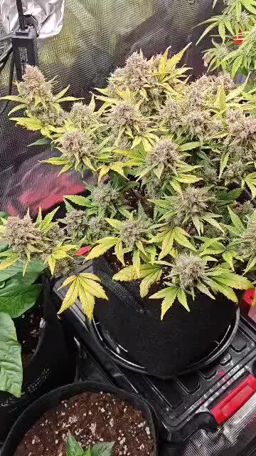 Northern Light Auto by RQS