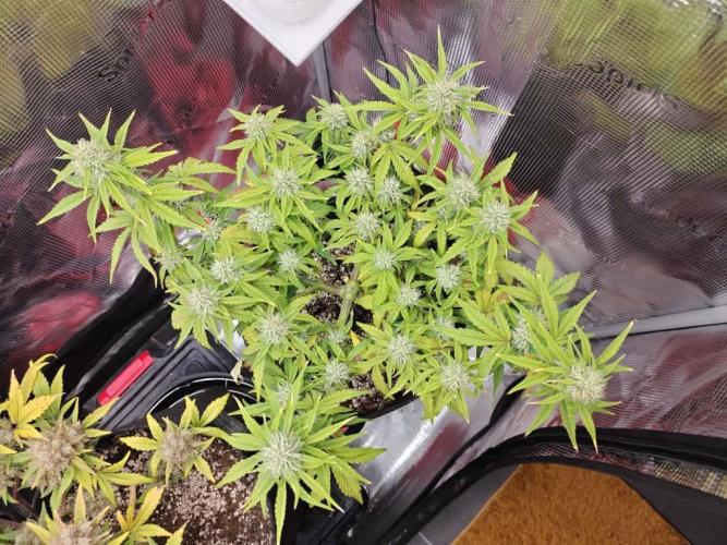 Apple Fritter Auto by RQS - Comm. grow!. Week 6 - Day 44