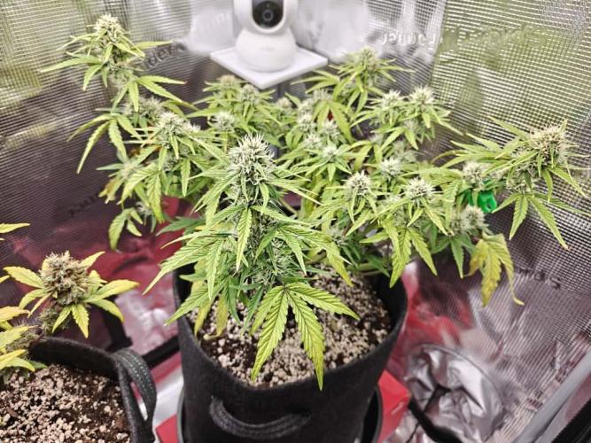 Apple Fritter Auto by RQS - Comm. grow!. Week 6 - Day 44