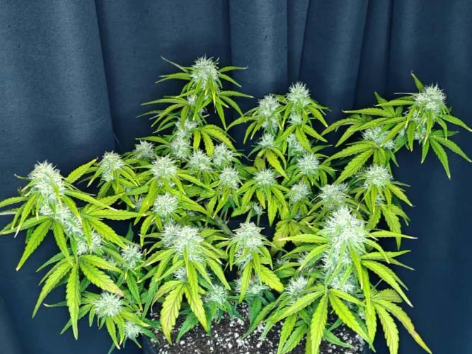 Apple Fritter Auto by RQS - Comm. grow!. Week 6 - Day 45