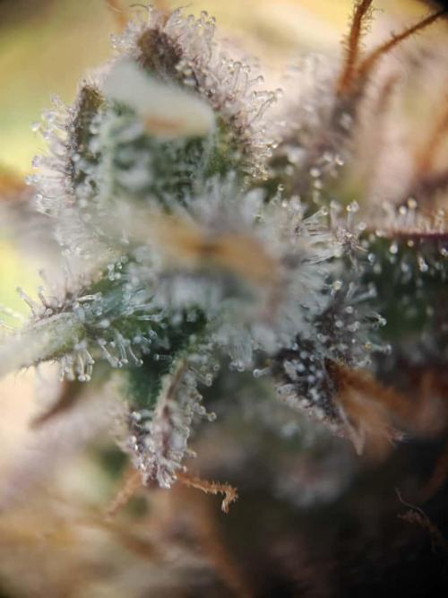 Northern Light Auto by RQS. Week 10 - Day 73
