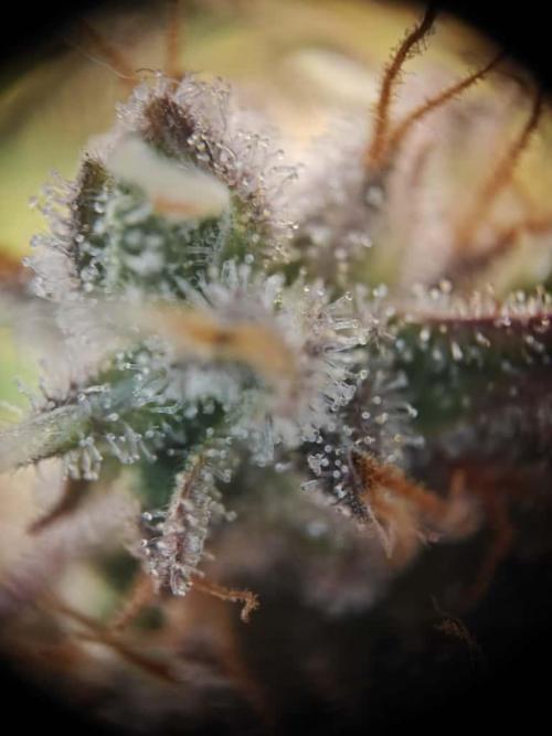 Northern Light Auto by RQS. Week 10 - Day 73
