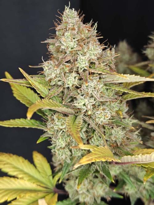 Northern Light Auto by RQS. Week 10 - Day 74