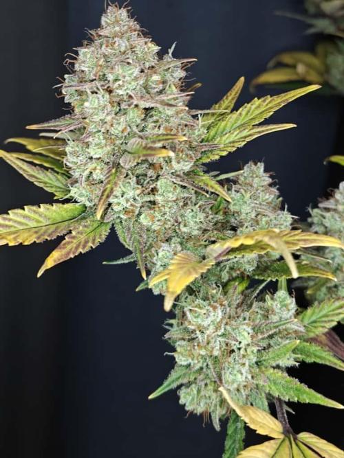 Northern Light Auto by RQS. Week 10 - Day 74