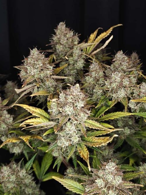 Northern Light Auto by RQS. Week 10 - Day 74