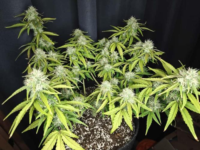 Apple Fritter Auto by RQS - Comm. grow!. Week 6 - Day 47