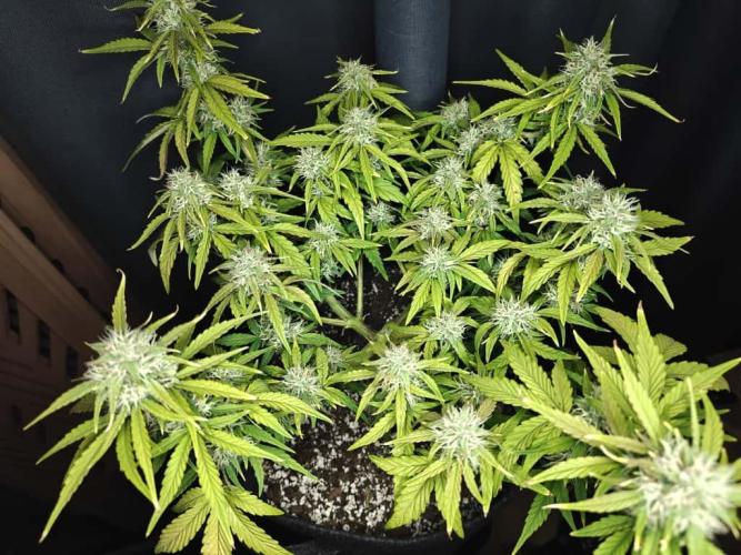 Apple Fritter Auto by RQS - Comm. grow!. Week 6 - Day 47