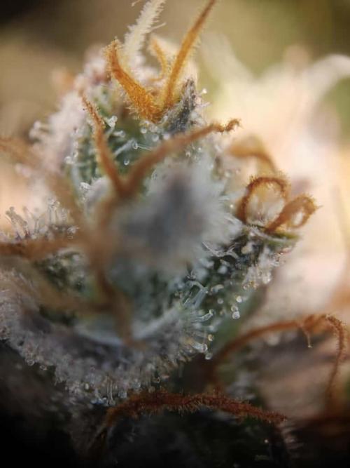 Northern Light Auto by RQS. Week 10 - Day 76