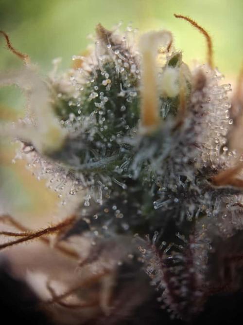 Northern Light Auto by RQS. Week 10 - Day 76