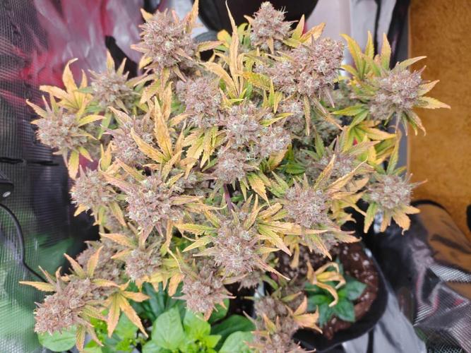 Northern Light Auto by RQS. Week 10 - Day 77