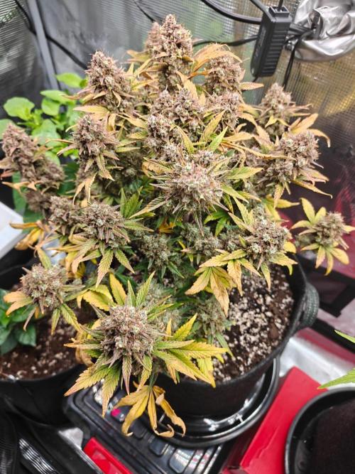 Northern Light Auto by RQS. Week 10 - Day 77