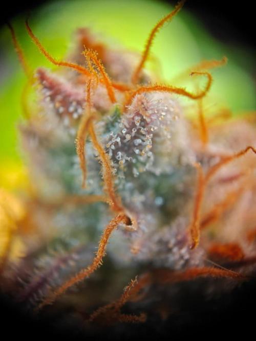 Northern Light Auto by RQS. Week 10 - Day 77