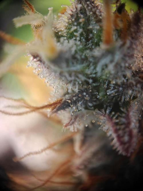 Northern Light Auto by RQS. Week 10 - Day 77