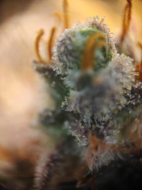 Northern Light Auto by RQS. Week 10 - Day 77