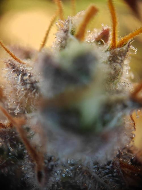 Northern Light Auto by RQS. Week 10 - Day 77