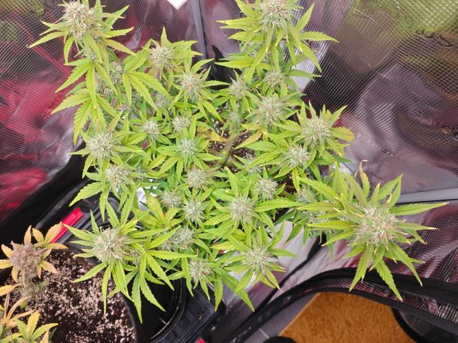 Apple Fritter Auto by RQS - Comm. grow!. Week 6 - Day 49