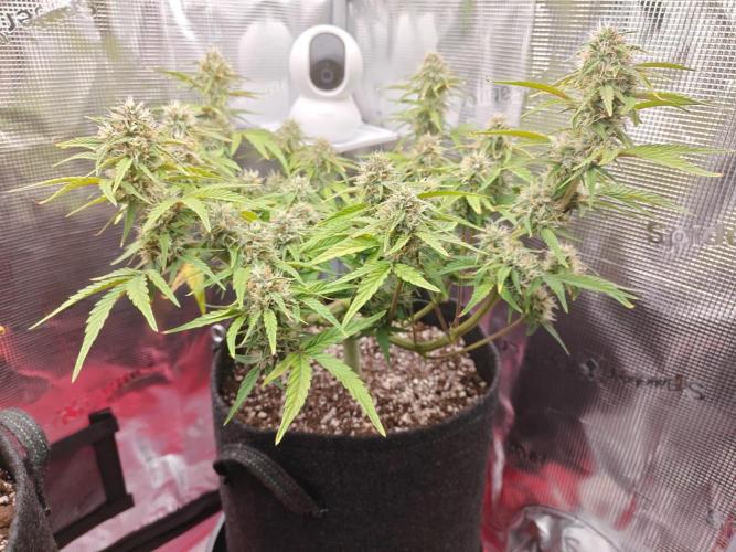 Apple Fritter Auto by RQS - Comm. grow!. Week 6 - Day 49