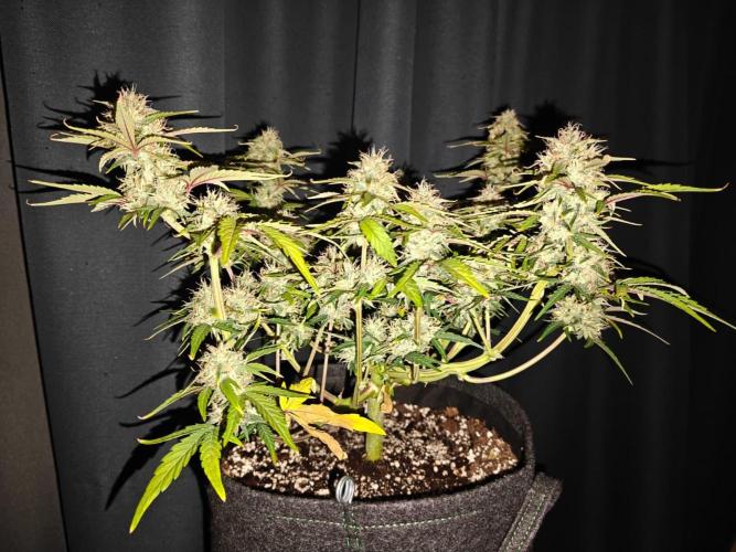 Apple Fritter Auto by RQS - Comm. grow!. Week 7 - Day 51