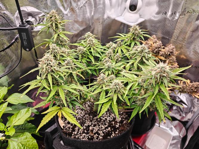 Apple Fritter Auto by RQS - Comm. grow!. Week 7 - Day 51