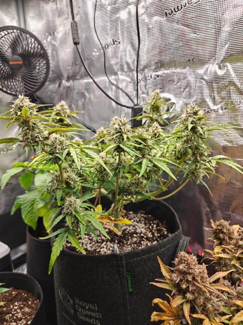 Apple Fritter Auto by RQS - Comm. grow!. Week 7 - Day 51