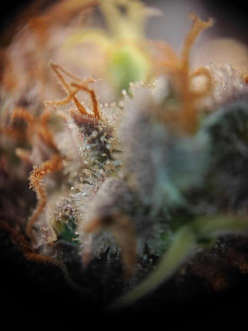 Northern Light Auto by RQS. Week 11 - Day 79