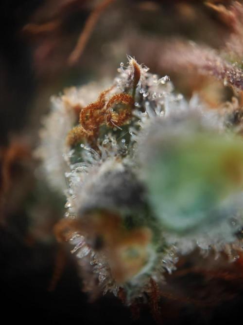 Northern Light Auto by RQS. Week 11 - Day 79