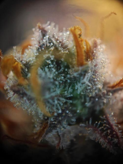 Northern Light Auto by RQS. Week 11 - Day 79