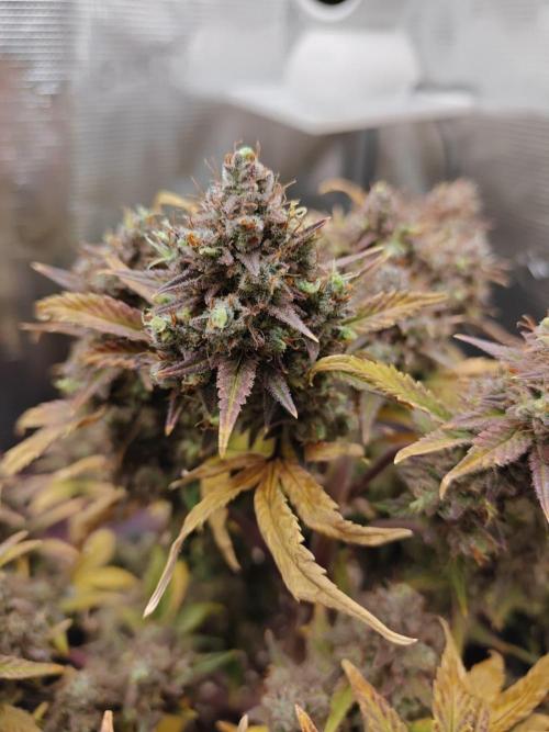 Northern Light Auto by RQS. Week 11 - Day 79