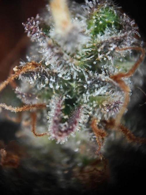 Northern Light Auto by RQS. Week 11 - Day 80