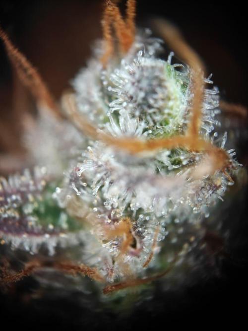 Northern Light Auto by RQS. Week 11 - Day 80