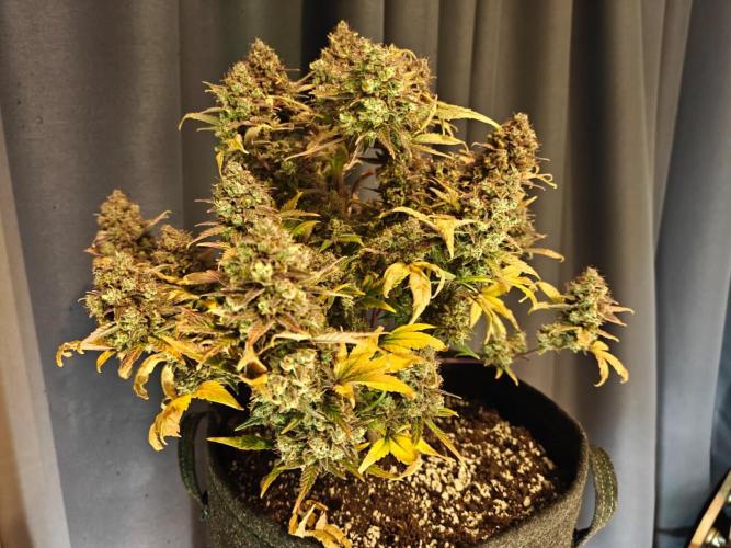 Northern Light Auto by RQS. Week 11 - Day 80