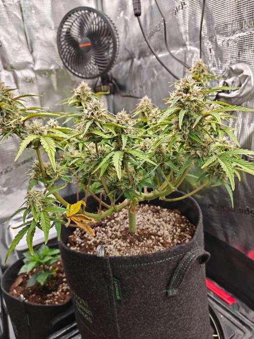 Apple Fritter Auto by RQS - Comm. grow!. Week 7 - Day 52