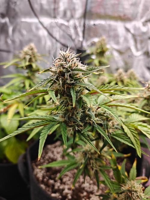 Apple Fritter Auto by RQS - Comm. grow!. Week 7 - Day 52