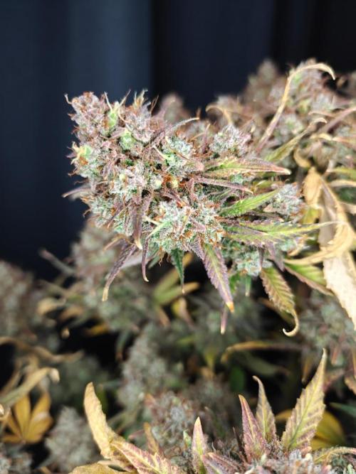 Northern Light Auto by RQS. Week 12