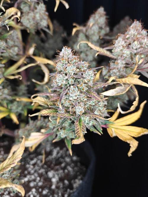 Northern Light Auto by RQS. Week 12