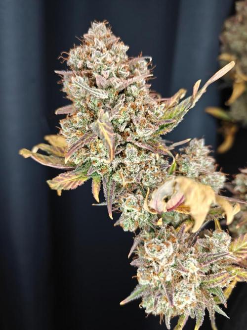 Northern Light Auto by RQS. Week 12