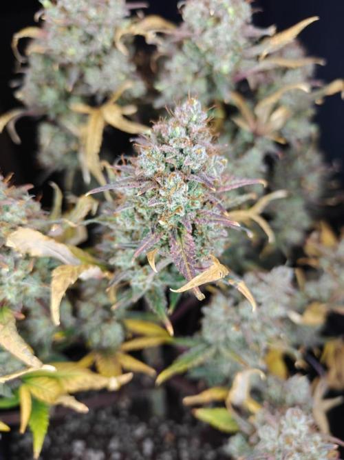 Northern Light Auto by RQS. Week 12