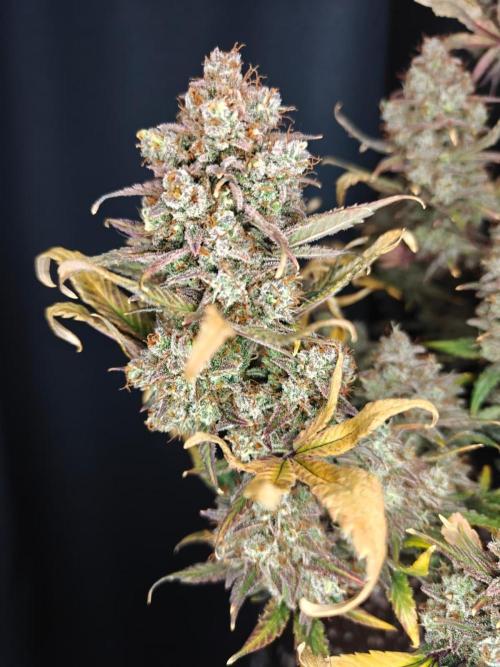 Northern Light Auto by RQS. Week 12