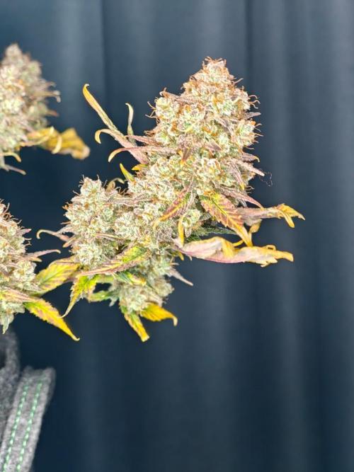 Northern Light Auto by RQS. Week 12